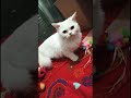 Video call  with baba #cat #childhood #beautiful