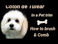 Coton de Tulear how to Brush and Comb for shorter hair の動画、YouTube動画。