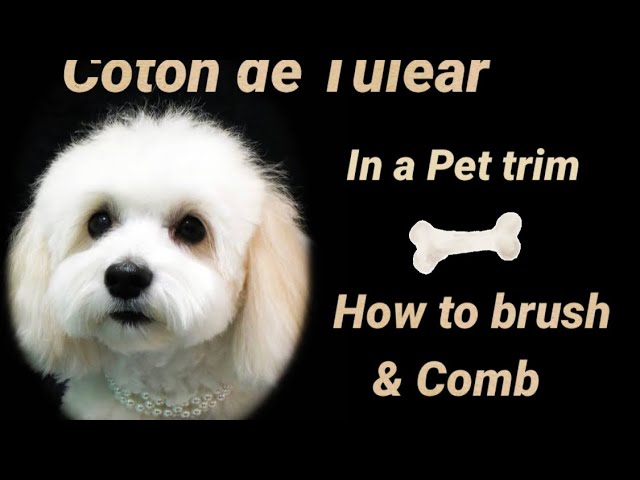 Coton de Tulear how to Brush and Comb for shorter hair. Watch our daily all day everyday - YouTube