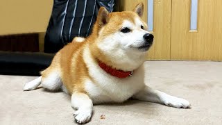 アザラシ科の柴犬