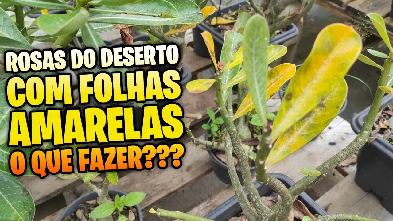 FOLHAS AMARELAS? 😱 A verdade que SALVA sua ROSA DO DESERTO!
