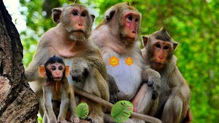 Nice clip : The beauty of the monkey family .