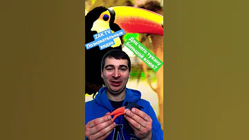 Для чего тукану большой клюв? Большой тукан