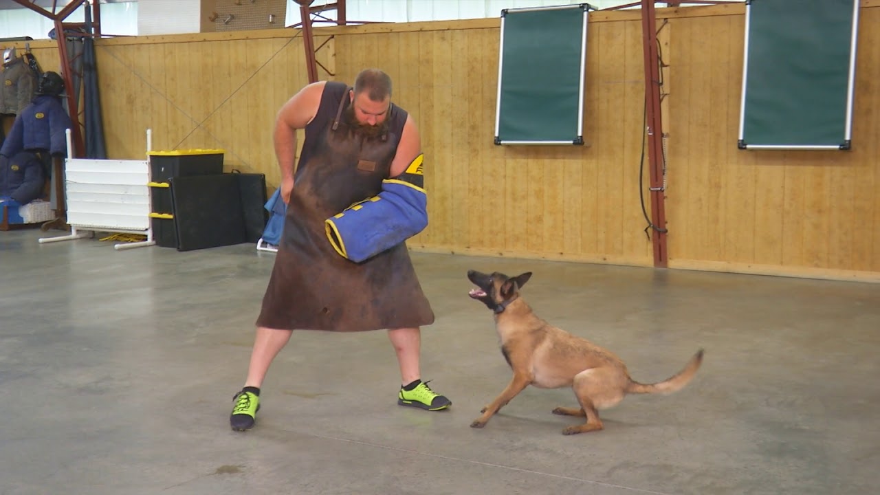 puppy paradise Protection Practice with 