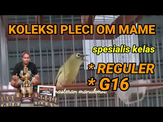 pleci juara atas nama sanset milik om mame bikin juri terpesona | pleci juara full nembak ngotot class=