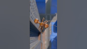 Dropping An Ant Off The Empire State Building