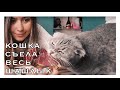 ПОПЫТКА МУКБАНГА С КОШКОЙ | TRY MUKBANG WITH CAT