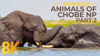 8K Wild Animals of Chobe National Park - Incredible Wildlife of South Africa - Part 2