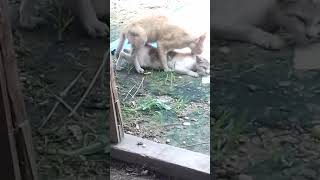 Adegan Mesum Di Grembek Warga