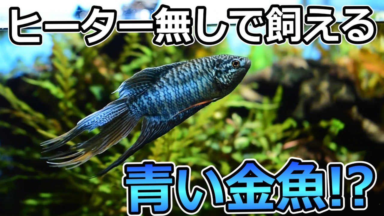 ヒーター・エアーポンプ無しでも飼える！青い体色が美し過ぎるタイワン
