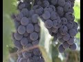 Херсонщина може стати українською виноробною "провінцією" та  створити бренд українського вина