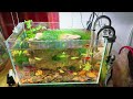 Thử cho mấy cái này vào bể cá cảnh xem sao