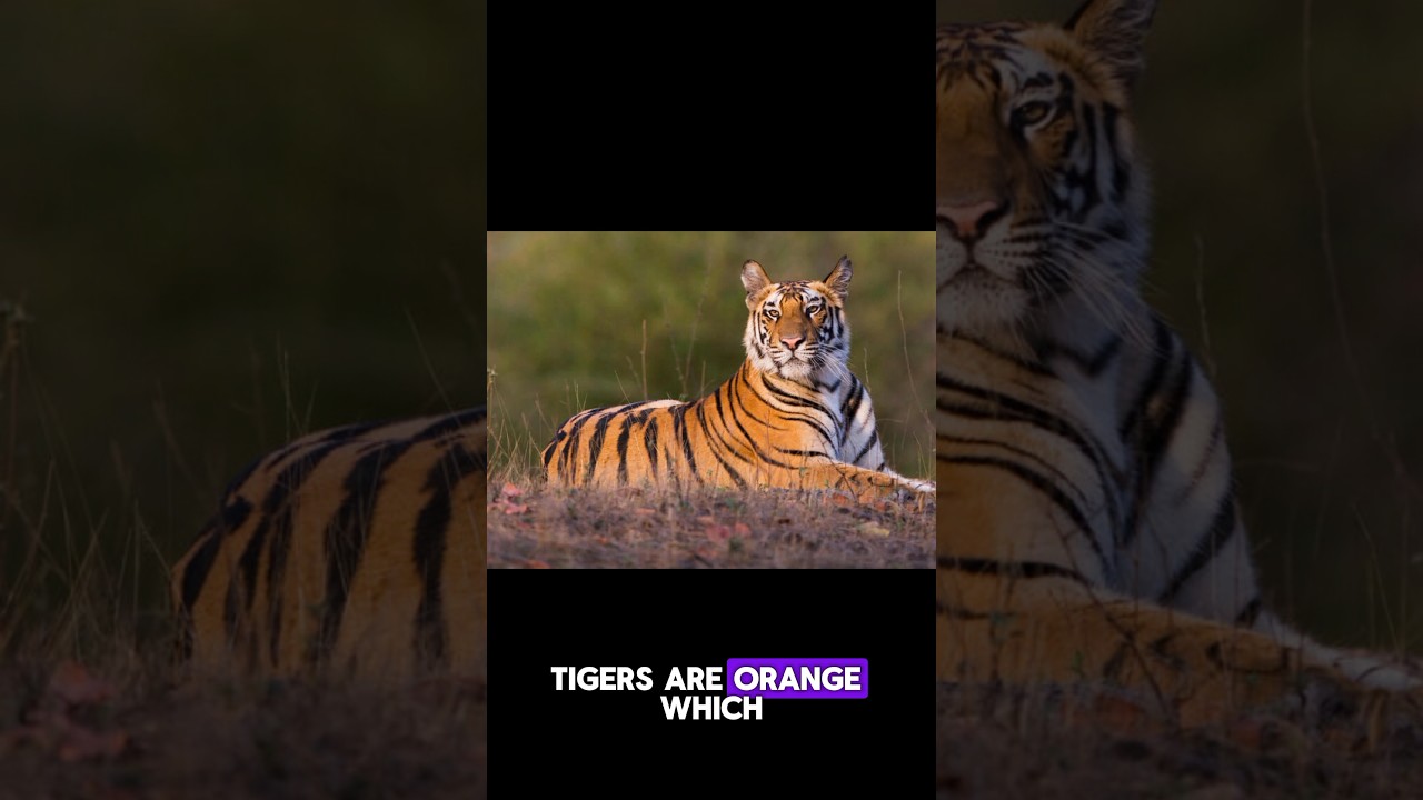 Tigers are green! #animal #facts #wildlife #animalfacts #tiger