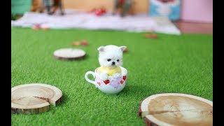 MUST WATCH!! LOOK HOW CUTE THIS MALTESE IS!!!  Teacup Puppy