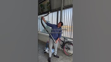 Cận Cảnh Người Đàn Ông Bắt Rắn Hổ Trâu #ranhotrau #animals #snake