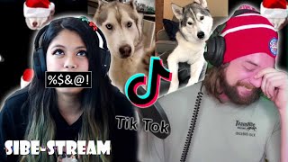 Sibe-Stream Podcast 002 | Creating Siberian Husky Content on TikTok by Meeler Husky 256 views 3 years ago 1 hour, 2 minutes