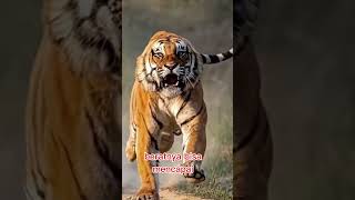 Singa vs Harimau siapa yang lebih kuat?#lions #tigers
