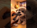 Endless Sock Fetch Fun on New Year's