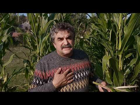 Videó: A Kukorica Tárolása