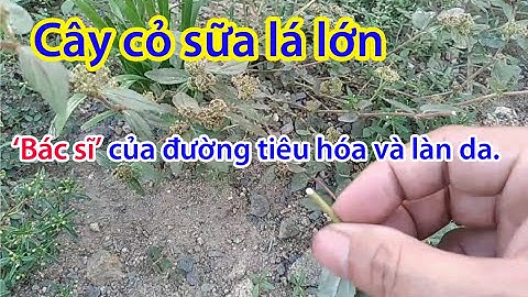 Cây cỏ sữa lá lớn | Bác sĩ của đường tiêu hóa và làn da