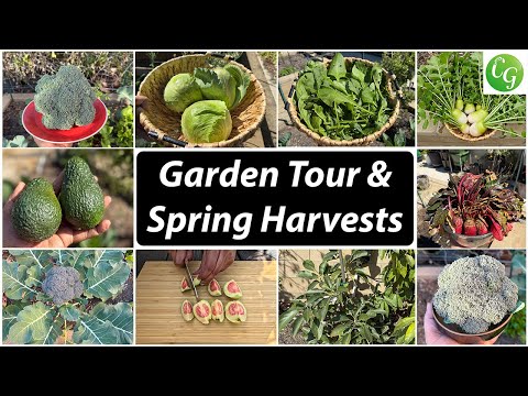 Spring Harvests And Organic Gardening Tips