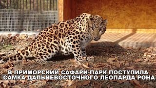 В ПРИМОРСКИЙ САФАРИ-ПАРК ПОСТУПИЛА САМКА ДАЛЬНЕВОСТОЧНОГО ЛЕОПАРДА РОНА