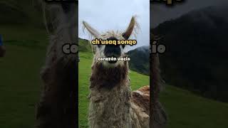 Quechua fácil #quechua #quechuafacil #runasimi #cusco #quechuadelcusco