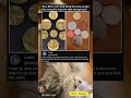 This is Catttt！laugh out loud.#funny#funnymemesvide0s #fyp  #memes