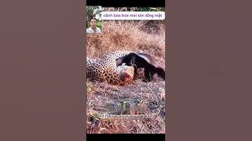 cảnh lững mật đại chiến báo hoa mai và cái kết #thegioidongvat #shortvideo #shorts