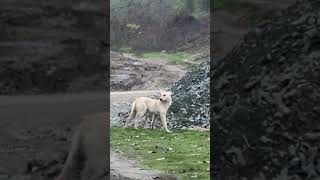 please support our rescue efforts;#DogRescue#RescueDog #AdoptDontShop#Animal Rescue#usa#uknew#london