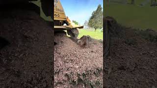 Full Process Of Grinding Big Stump And Mound, With Clean Up