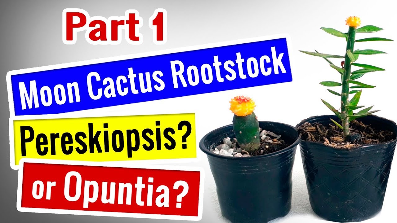 Moon cactus rootstock? Pereskiopsis or Opuntia which is better? YouTube