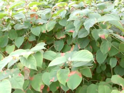 Video: Knotweed (rumput) - Sifat Dan Penggunaan Knotweed, Knotweed Untuk Kemandulan, Knotweed Untuk Buah Pinggang. Avian Berlutut