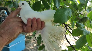 видео: Коллекция голубей Северокавказских белых космачей . г.Зеленокумск Молосилко Ярослав. тел 89887051389 картинка: Коллекция голубей Северокавказских белых космачей . г.Зеленокумск Молосилко Ярослав. тел 89887051389