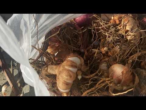 Video: Gladiolus forplantningsmetoder - Hvordan forplante Gladiolus Planter