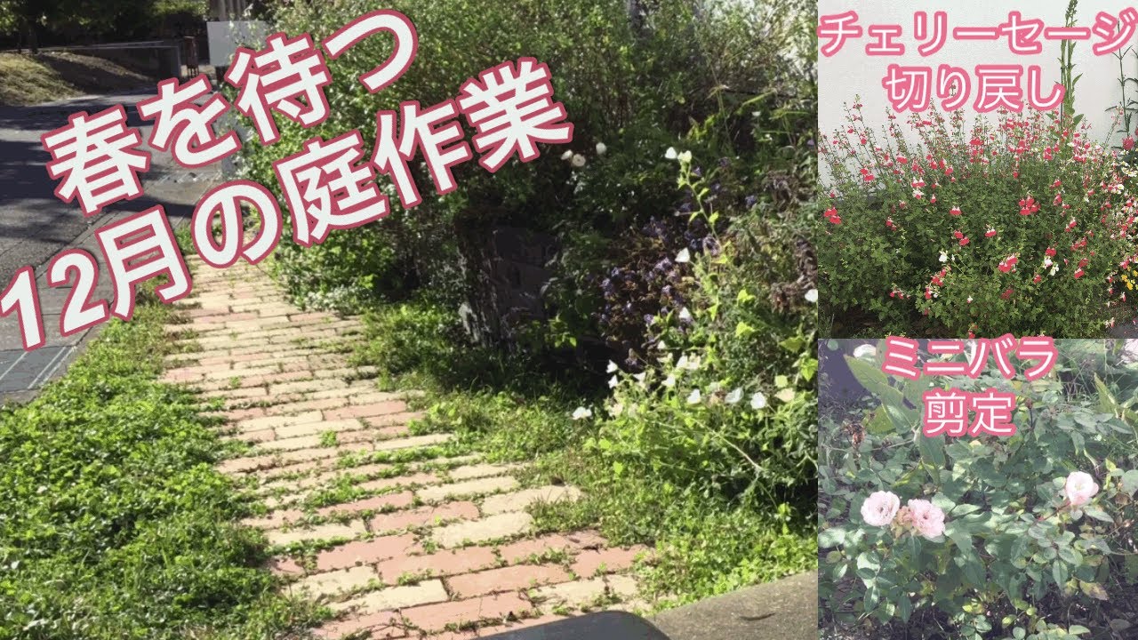 春を待つ 12月の庭作業 ガーデニング 花 チェリーセージの切り戻し ミニバラ剪定 Youtube 春を待つ 12月の庭作業 ガーデニング 花 チェリーセージの切り戻し ミニバラ剪定 Youtube