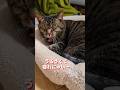 人の出入りが激しくてなかなか寝かせてもらえない猫