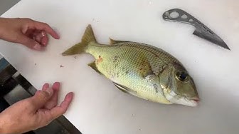 メイチダイ食性 Youtube