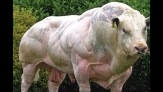 'Mutant' Belgian Blue bull stuns with shockingly muscle bound body Mutant Belgian Blue Bull Stuns With Shockingly Muscle Bound Body