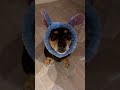 #badbunny #musica #puppy #doggielife #dog #dog #funny #pets #lynette #cute #animals #love #doglife