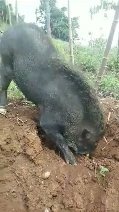 TERNYATA BEGINI CARA BABI HUTAN MAKAN SINGKONG
