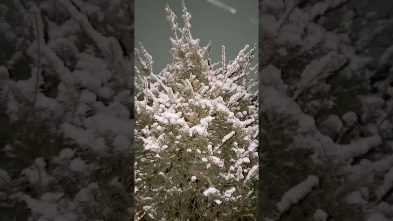 Snow ❄️ ❄️#snowfall #youtubeshorts #shortsviral