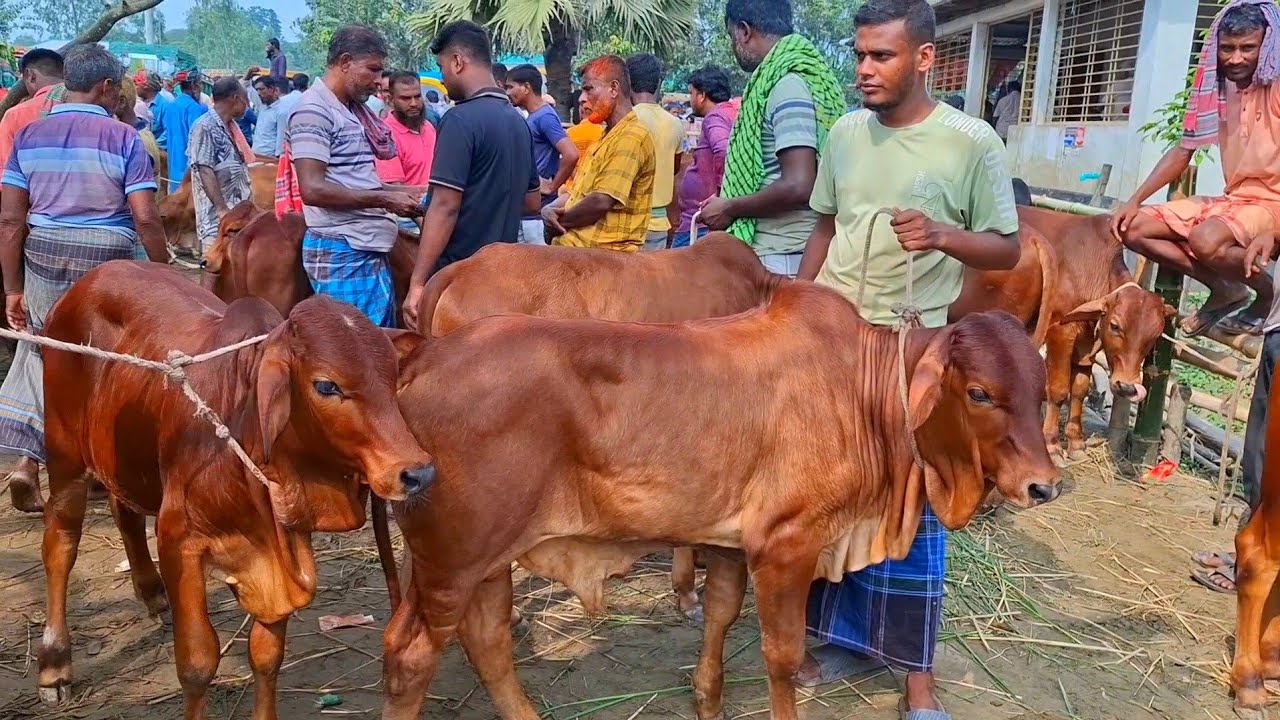 ২৭ ফেব্রুয়ারি 2026| প্রচুর চাহিদা সম্পন্ন শাহীওয়াল জাতের ষাঁড় বাছুরের দাম | আমবাড়ী হাট | থেকে