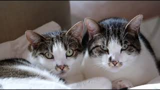 Suara Kucing 1 Jam