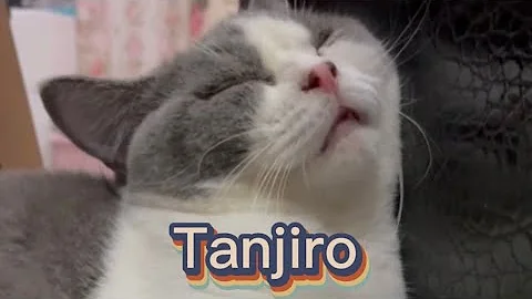 Watch the video about Cat sleeping#british cat sleeping#tanjiro#cute cat#cat dreaming#