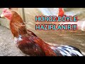 # 71 # HİNT HOROZU NASIL HAZIRLANIR.2 (İKİNCİ SINIF)