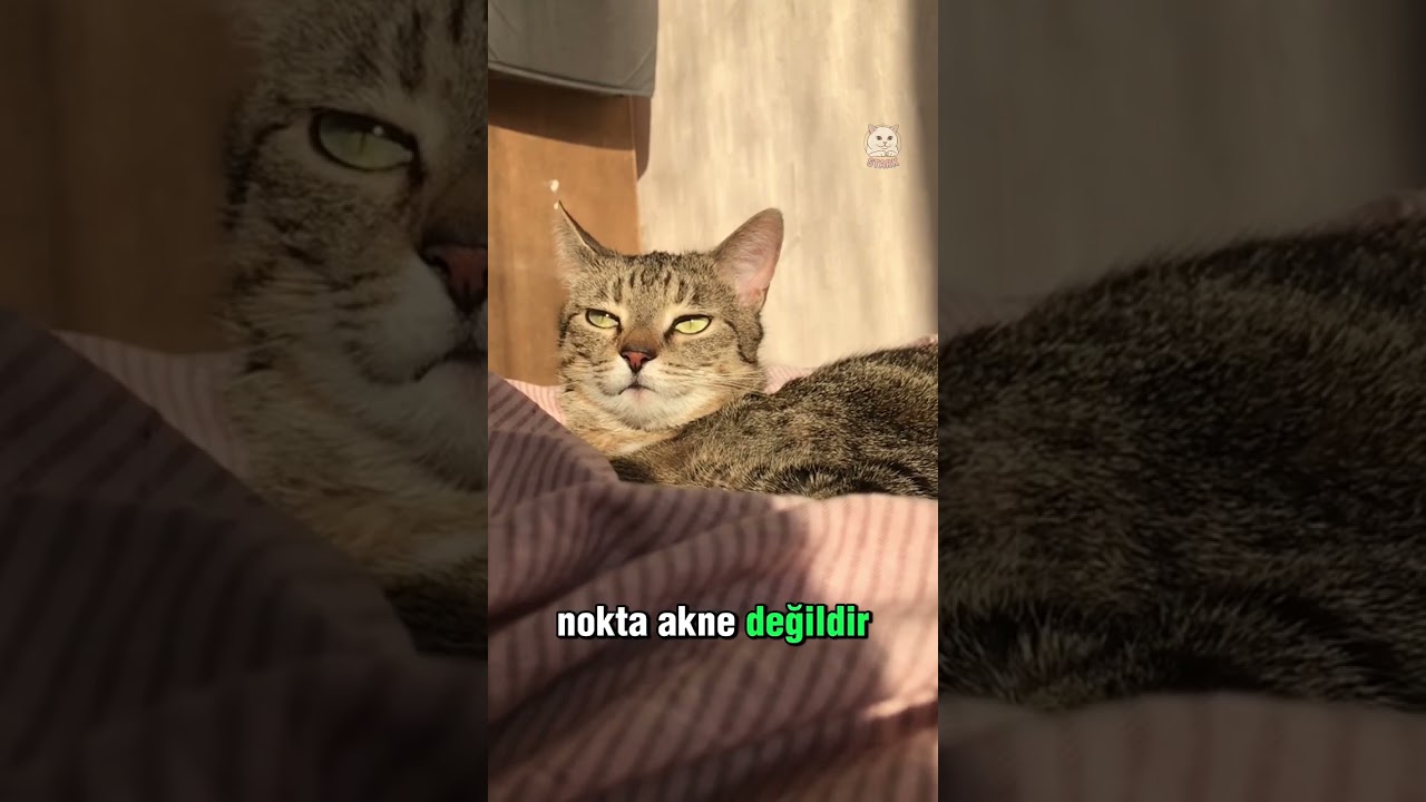Kedi Aknesi: Göründüğünden Daha Yaygın Bir Sorun! 😿