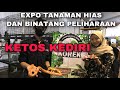 KEDIRI EXPO GLERRR UMKM || PAMERAN HEWAN PELIHARAAN DAN TANAMAN || SATWA NUSANTARA