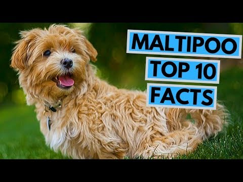 maltipoo---top-10-interesting-facts