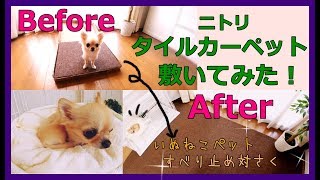 犬猫ペット